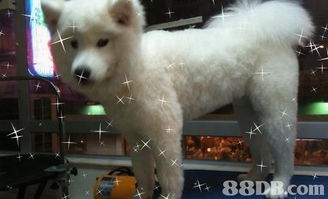 全面關(guān)愛您的愛寵 jet pet 愛犬事務所專業(yè)服務指南